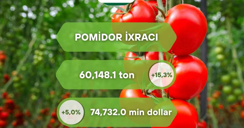Azərbaycandan xarici bazarlara pomidor ixracı 15,3 faiz artıb