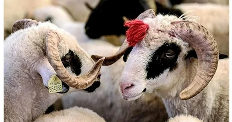 Qurbanlıq heyvan bazarında son vəziyyət: Ən ucuz qoyun neçəyədir? VİDEO