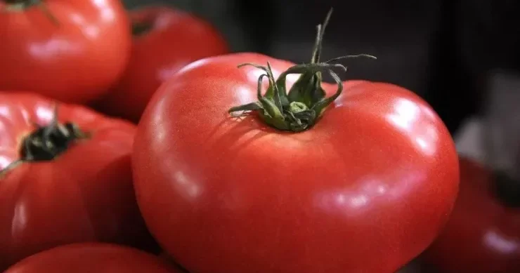Pomidoru iri və bol yetişdirməyin SİRRİ bu mətbəx tullantısını zibilliyə atmayın
