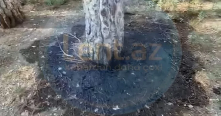 Xırdalanda BİABIRÇILIQ: ağacları maşın yağı ulə qurudurlar VİDEO