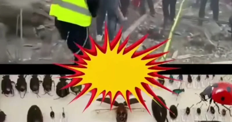 İsraildə böcək fabriki vuruldu