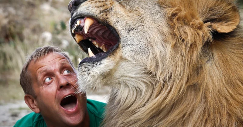 Krımda safari parkda faciə: Vaxtilə yatızdırılmayan şirlər daha bir adama hücum etdilər