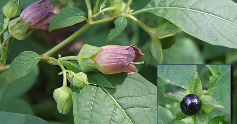 Azərbaycan elminə töhfə: Atropatan florasının 2595 növdən ibarət konspekti tərtib edilib