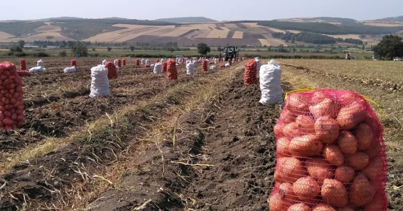 Rayonda 1, Bakıda 5 manata: Qiymət fərqinin sirri açıldı KONKRET