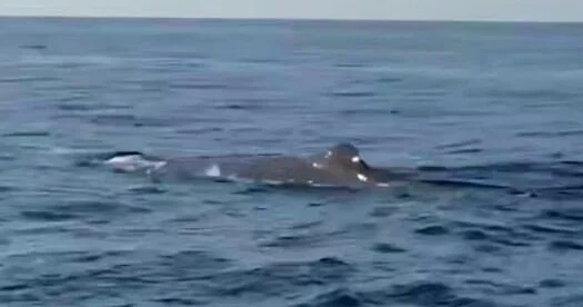 У побережья Аланьи замечен кит ВИДЕО