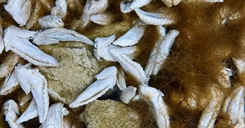 Мясные отходы выбрасывают на побережье Каспия