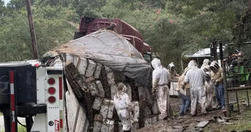 Texasda arı yüklü yük maşını aşdı: Milyonlarla arı ətrafa yayıldı