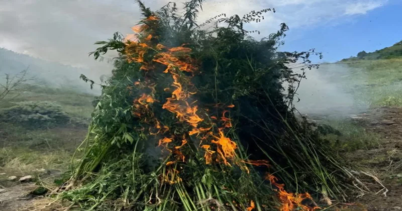 Ötən gün 23 ton çətənə kolu yandırıldı