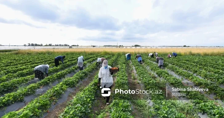 В Азербайджане колхозные земли признают частной собственностью
