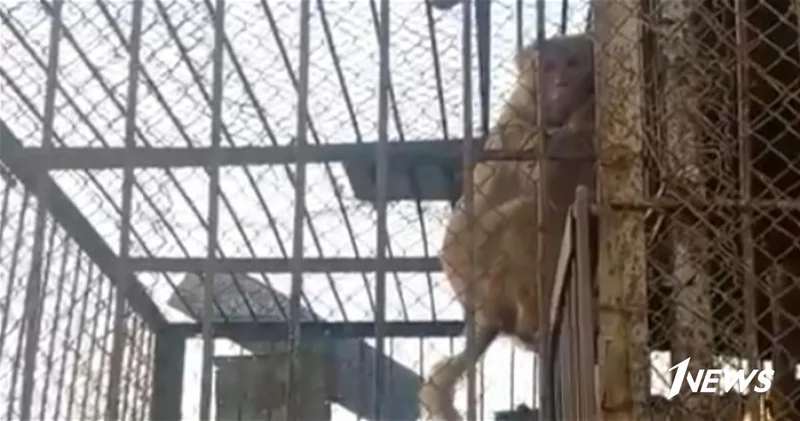 Обезьянка в ржавой клетке: Новый случай жестокости к животным ВИДЕО