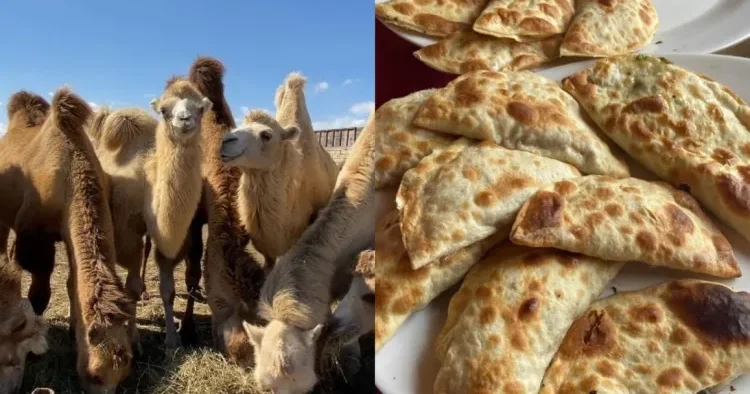Dəvə əti ürək damar sistemi üçün faydalıdır Qida eksperti ilə MÜSAHİBƏ
