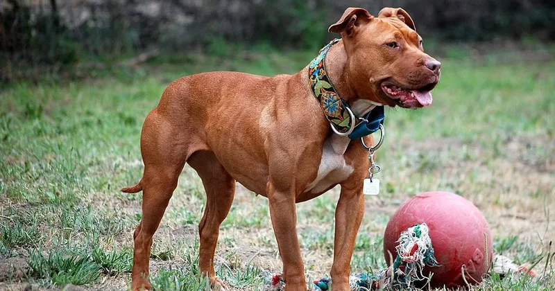 Pitbul iki yaşlı qızı ad günündə parçalayıb