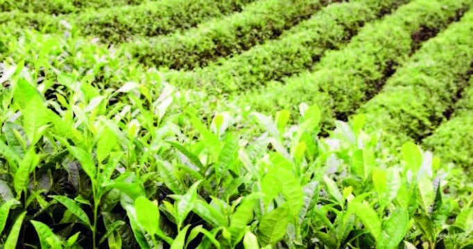 Bu il çay ixracı 24 faiz artıb