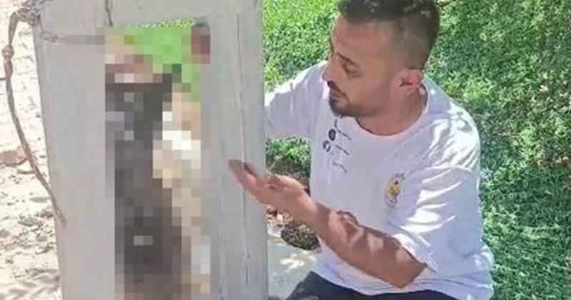 Oğurlanan it ölü halda elektrik dirəyindən asılmış vəziyyətdə tapılıb
