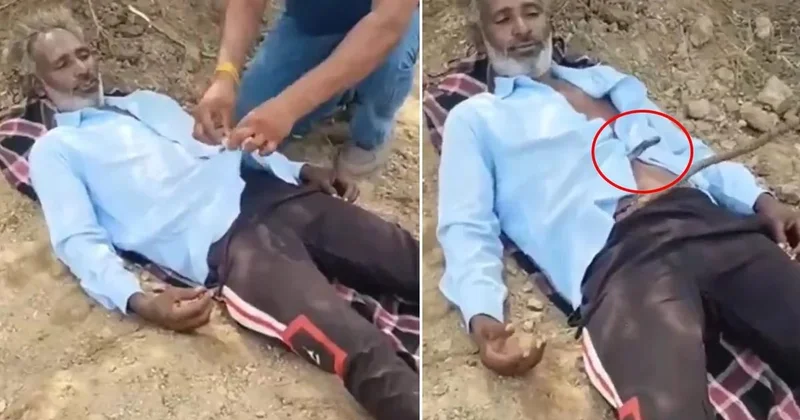 Tarlada yatan fermerin köynəyinə kobra girdi FOTO
