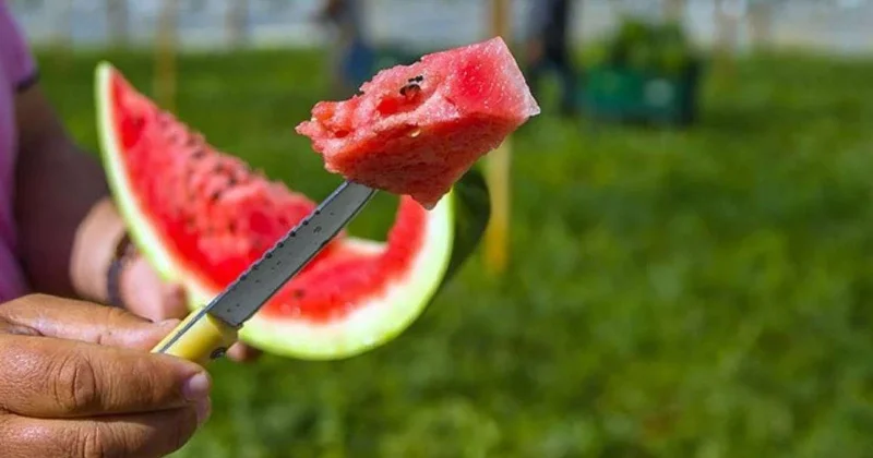 Qarpızdan zəhərlənməmək üçün NƏ EDƏK?