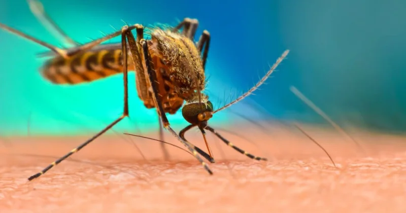Təhlükəli virus Avropaya yayılır