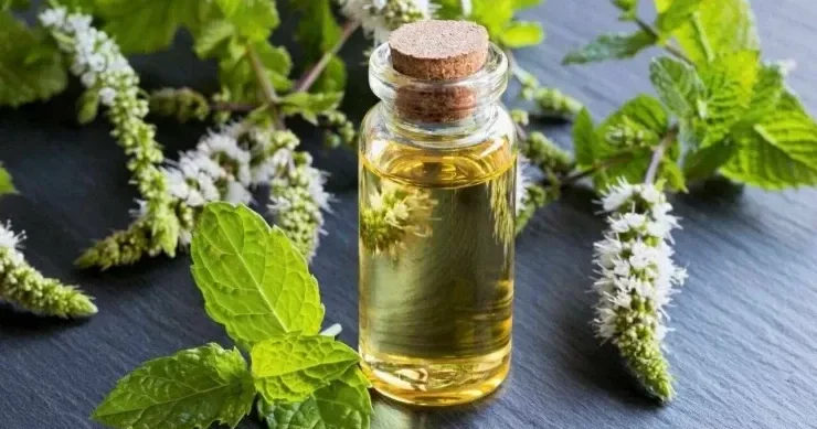 Nanə yağı təzyiqi aşağı sala bilər alimlər 20 gün ərzində nəticə gördü