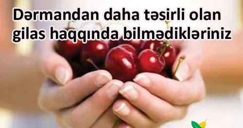 Dərmandan daha təsirli olan gilas haqqında bilmədikləriniz VİDEO