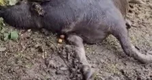 Qubada ayılar təsərrüfatlara hücum edib