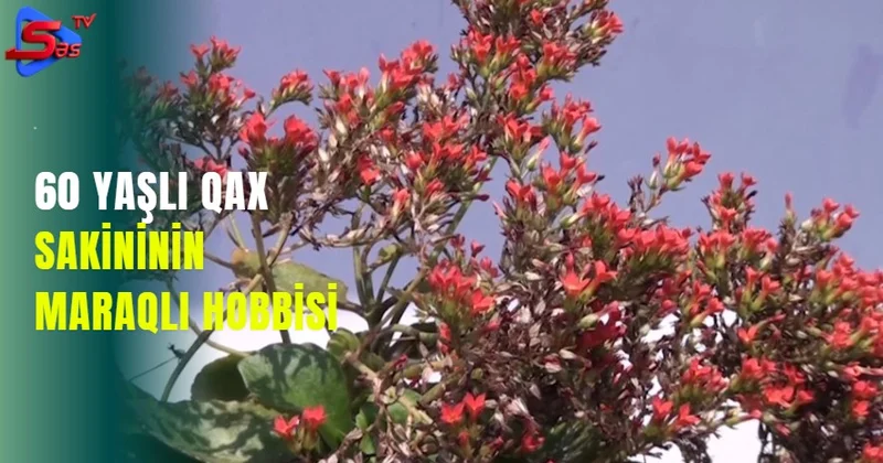 60 yaşlı Qax sakininin maraqlı hobbisi