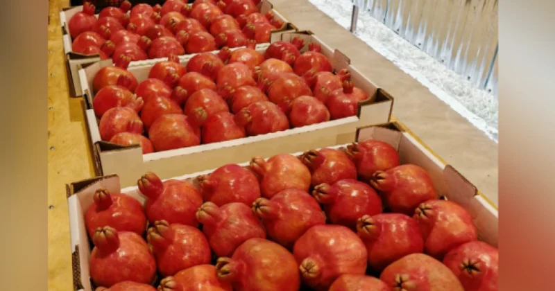 Göyçayda nar və xurma ixracatçıları ilə görüş keçirilib