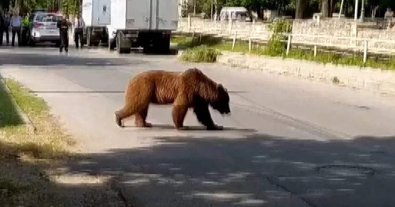 Голодные медведи напали на хозяйство в Губе