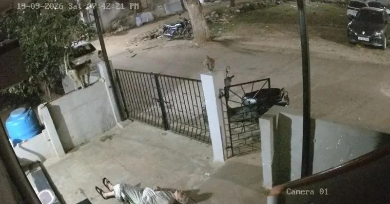 Meymun tanınmış yazıçının həyat yoldaşını öldürdü anbaan (Video)