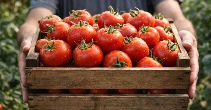 Gürcüstan Azərbaycandan pomidor alışını 2.5 dəfə artırıb