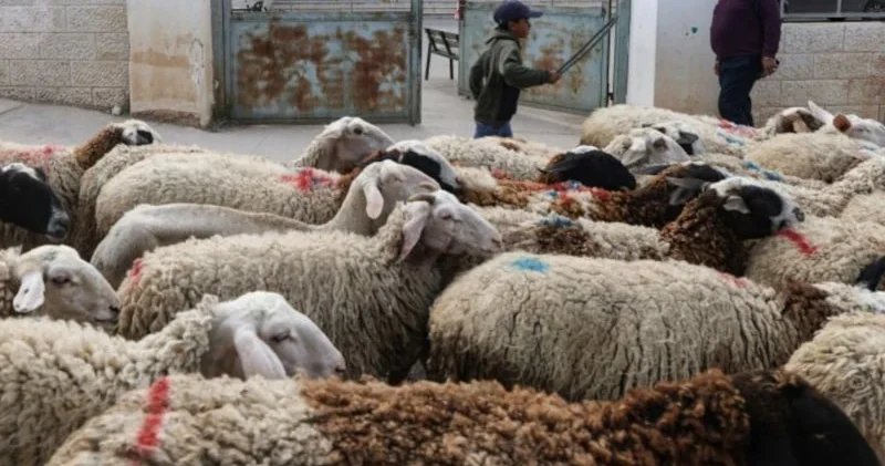 Gecə gündüz qorxu içində yaşayırlar Bu dəfə heyvanları hədəf aldılar