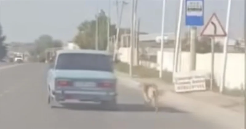 В Баку водитель привязал собаку за шею и тащил по дороге ВИДЕО