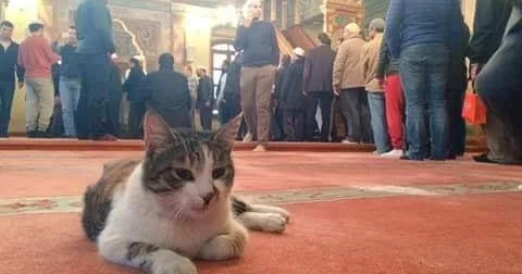 Pişik məsciddə çəkiliş aparan dronu məhv etdi