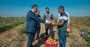 Шамкир собирает урожай