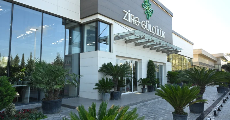 Payızda ən çox hansı güllər satılır? “Zirə Gülçülük”dən REPORTAJ