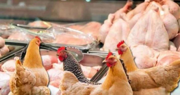 Toyuq əti niyə bahalaşır? Səbəb AÇIQLANDI