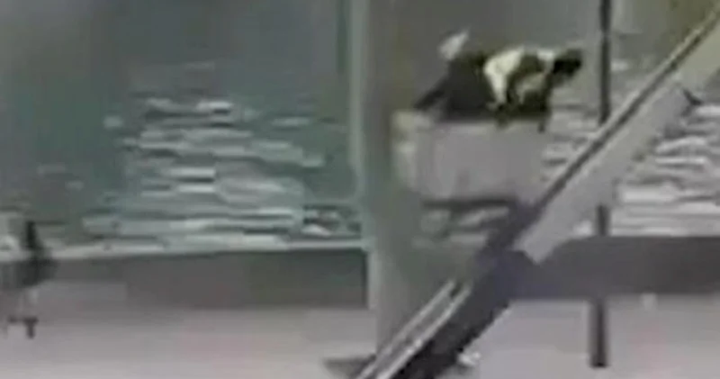 Luvr soyğunçuları belə qaçdı − Video