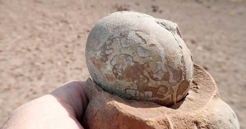 70 milyon yaşı olan mükəmməl qorunmuş dinozavr yumurtası tapılıb