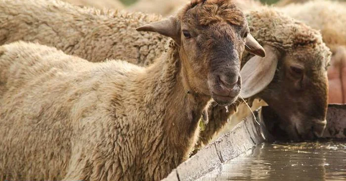 Heyvan bazarları nə vaxt açılacaq ?