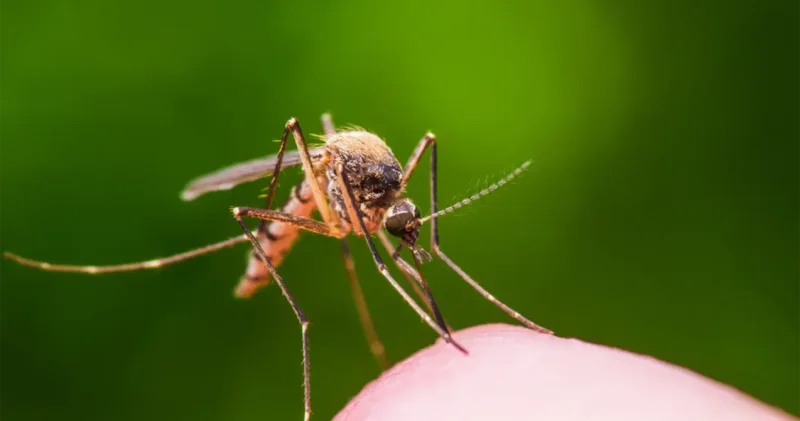 İlk dəfə insanda aşkarlanan virus ölümə səbəb oldu