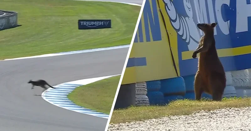 Kenquru “MotoGP” yarışını dayandırdı VİDEO
