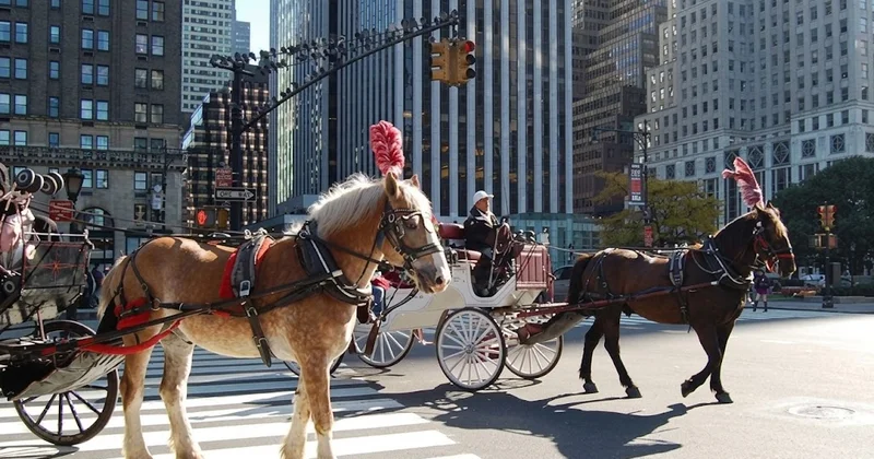 Nyu Yorkun Mərkəzi Parkında at arabası ilə gəzinti QADAĞAN EDİLİR FOTO