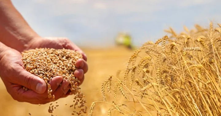 Azərbaycanda buğda üzrə təminat zəifdir: göstərici 55,4% ə geriləyib