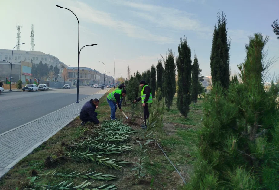 Gəncədə ağacəkmə aksiyası və iməcilik keçirilib AZƏRTAC