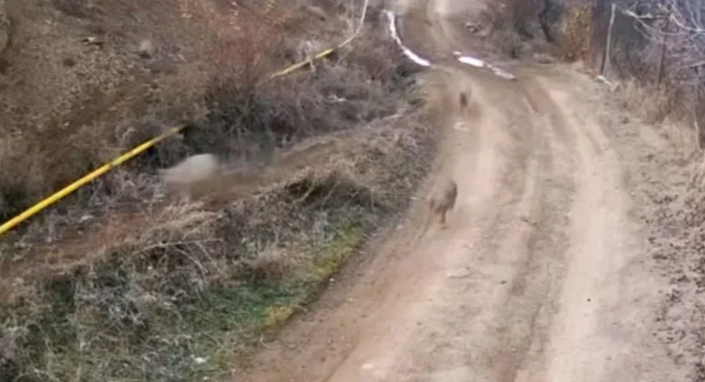 Ordubadda canavar sürüsü gündüz saatlarında kəndə girdi ANBAAN VİDEO