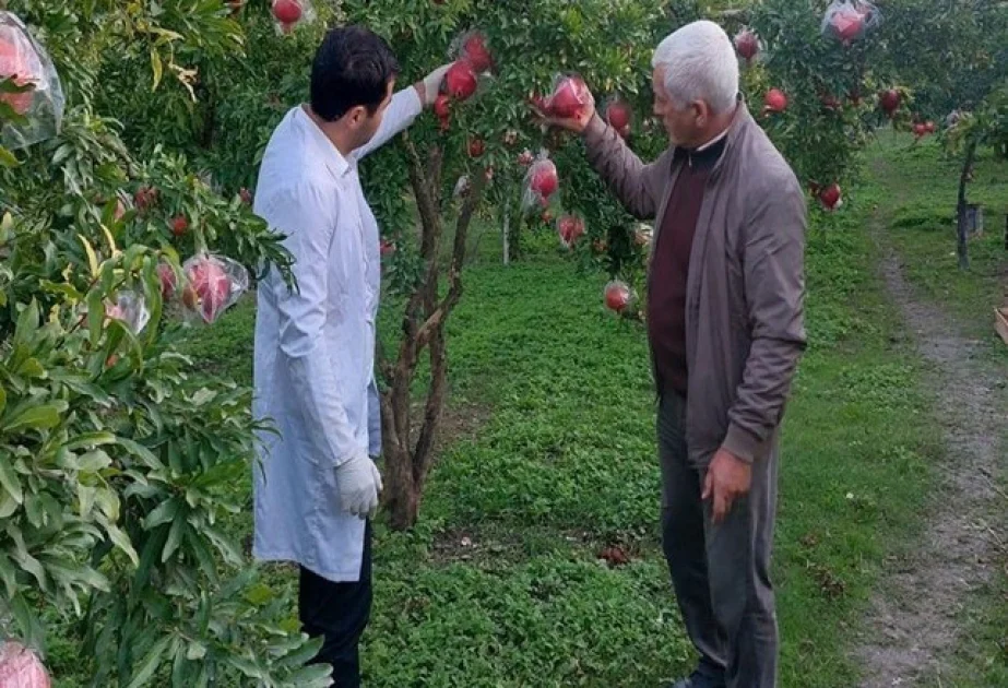 Meyvə bağlarında fitosanitar monitorinqlər aparılıb AZƏRTAC