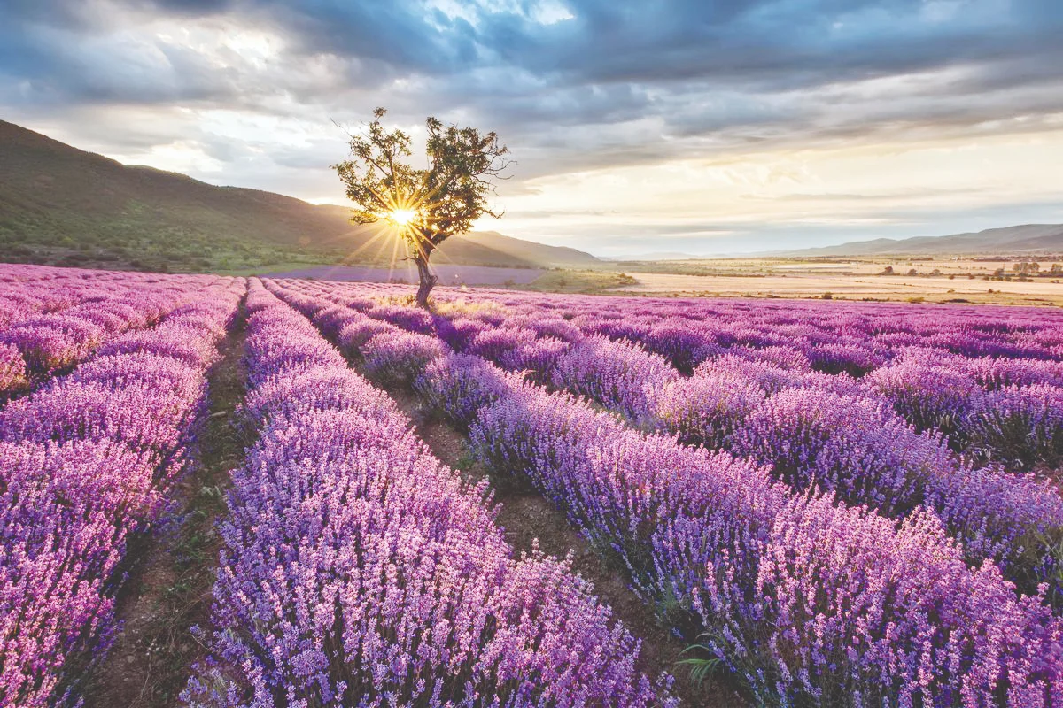 Lavanda dəmlə iç yorulanda