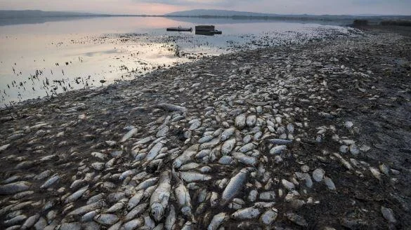 В чем причина уменьшения рыбы в Каспийском море?