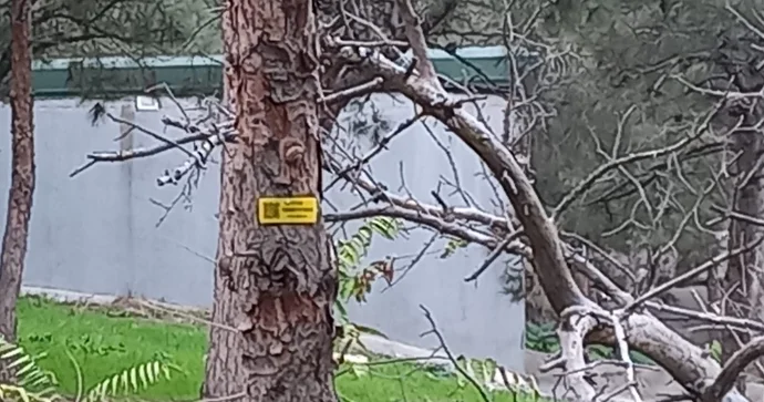 Qurumuş ağacların qeydiyyata alınması nəyə xidmət edir? FOTO