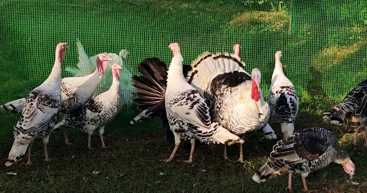 В Билясуваре проведен 5 й Фестиваль индейки