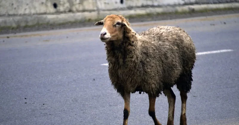 Qoyuna görə həbs edilə bilər Vəkildən açıqlama